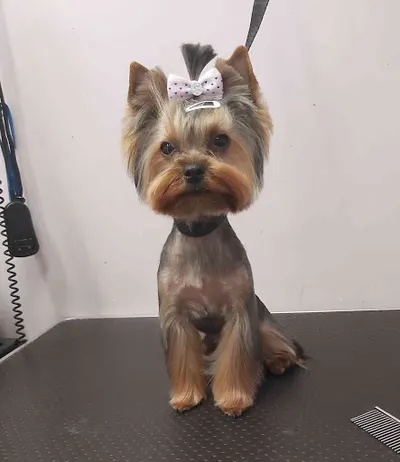 Psi Fryzjer Natalia Trzcińska